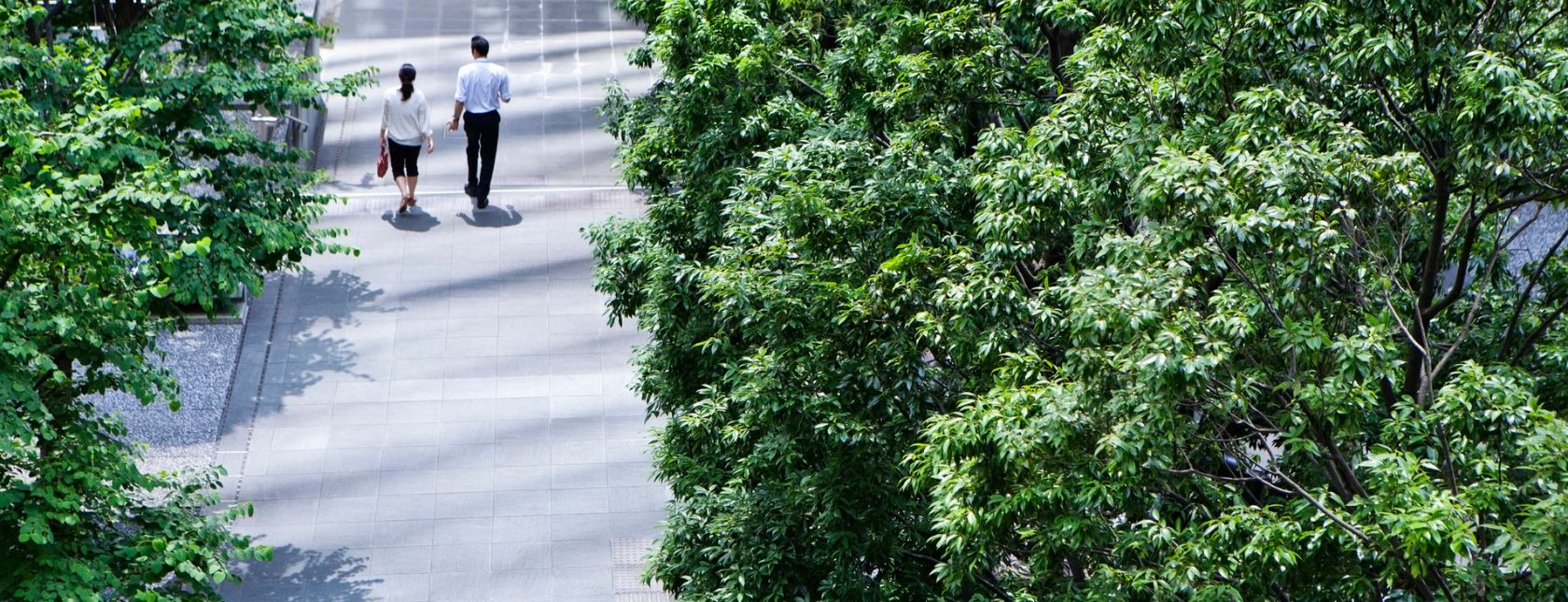 A man and woman walking down an avenue of trees