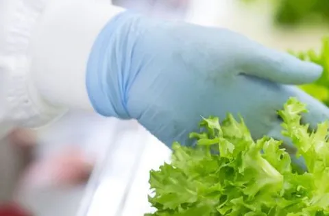 Food Safety Hazards: Definition, Types, Examples | DNV UK