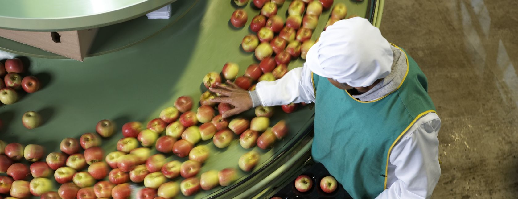 Worker sorting apples in apple processing factory