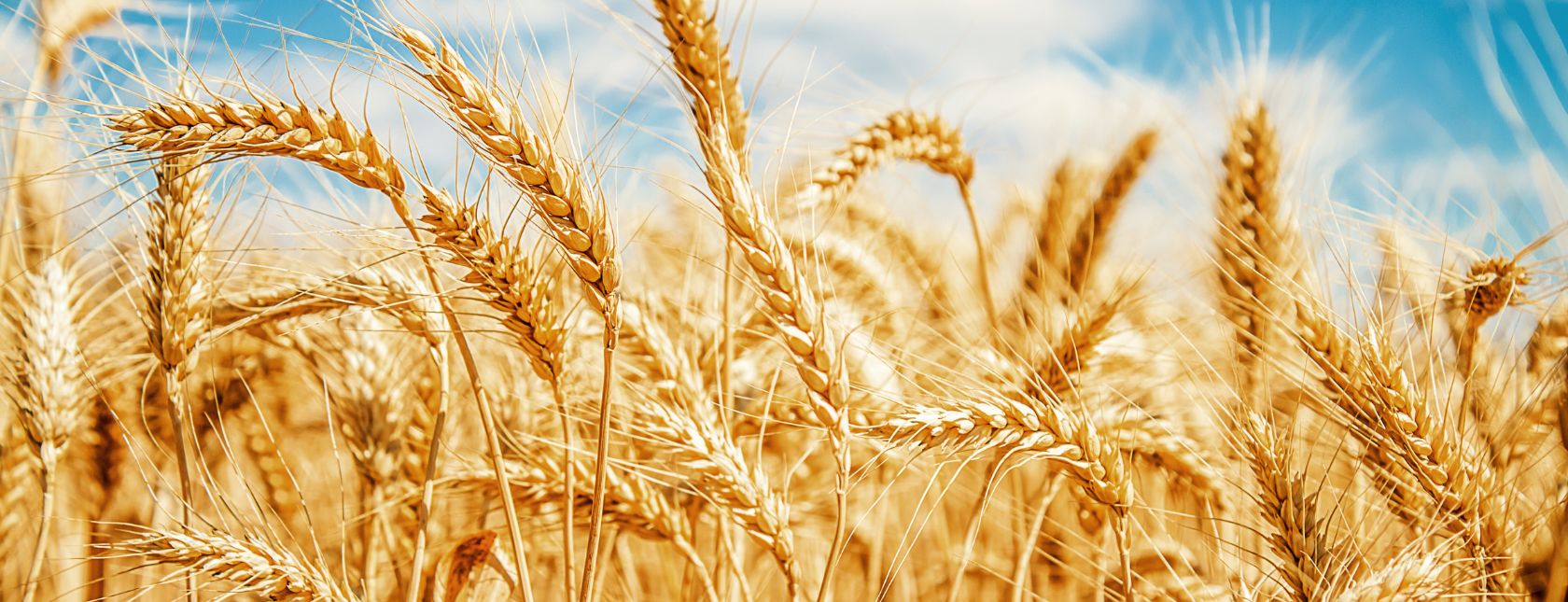 Gold wheat field and blue sky