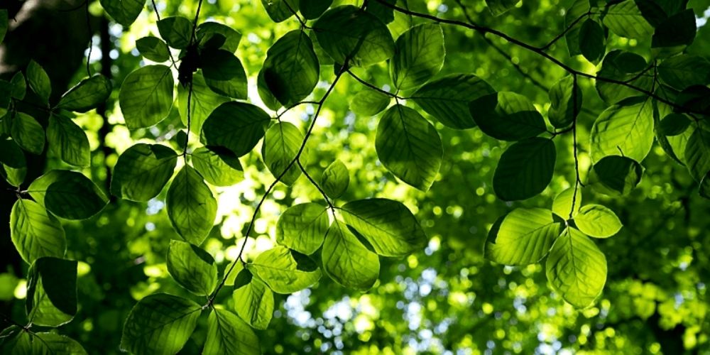 Beech leaves