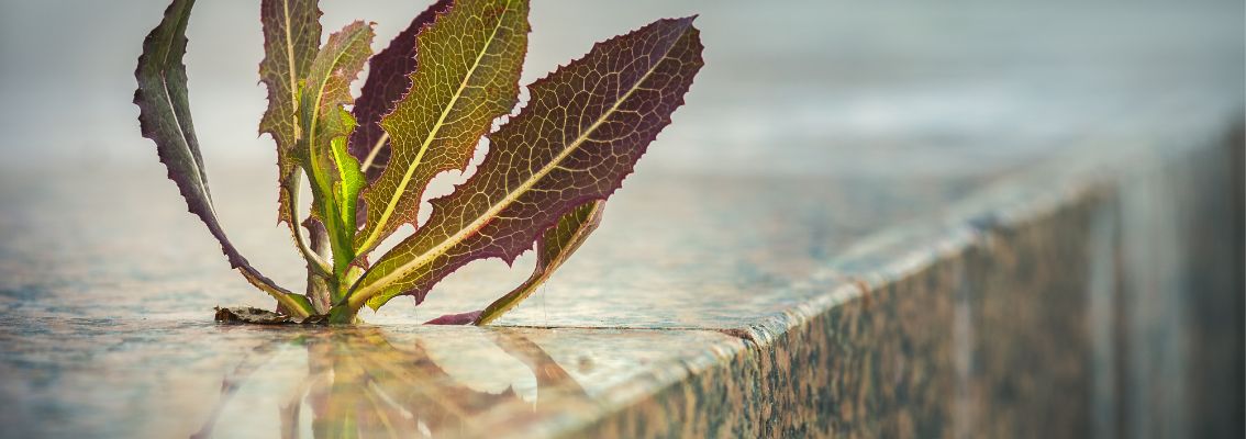 Nature adaptation in an urban environment