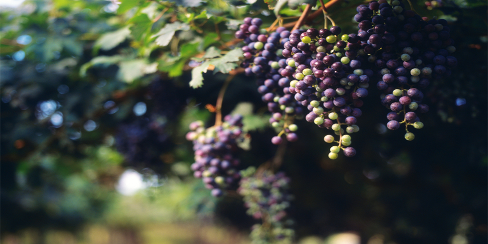 FSMS Internal Auditor Course: FSSC 22000 Version 6