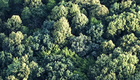 FSC® Certification: Chain of Custody