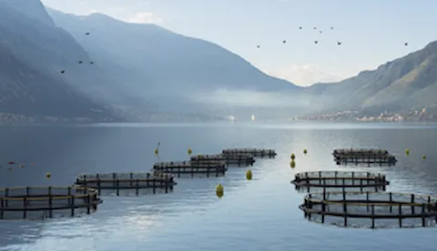 GLOBALG.A.P IFA  Aquaculture version 6