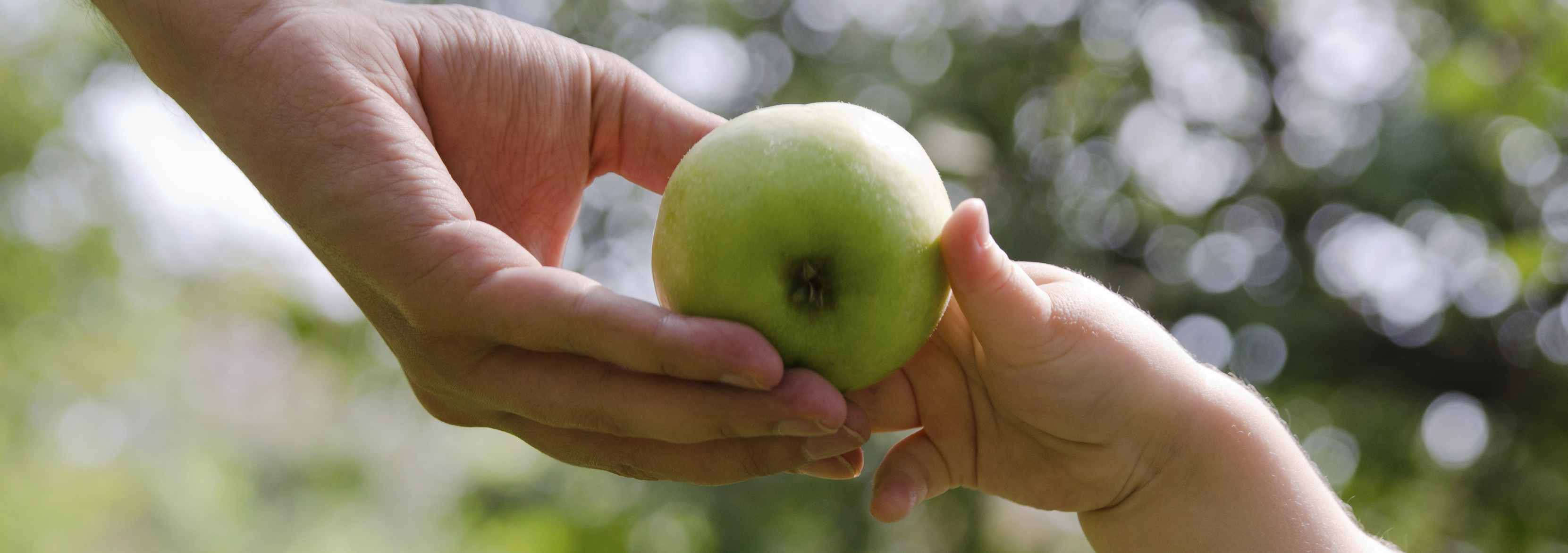 Hands holding an apple