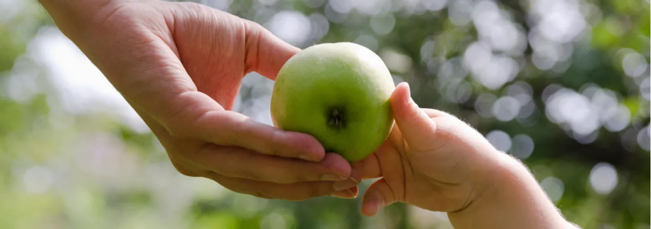 Hands holding an apple