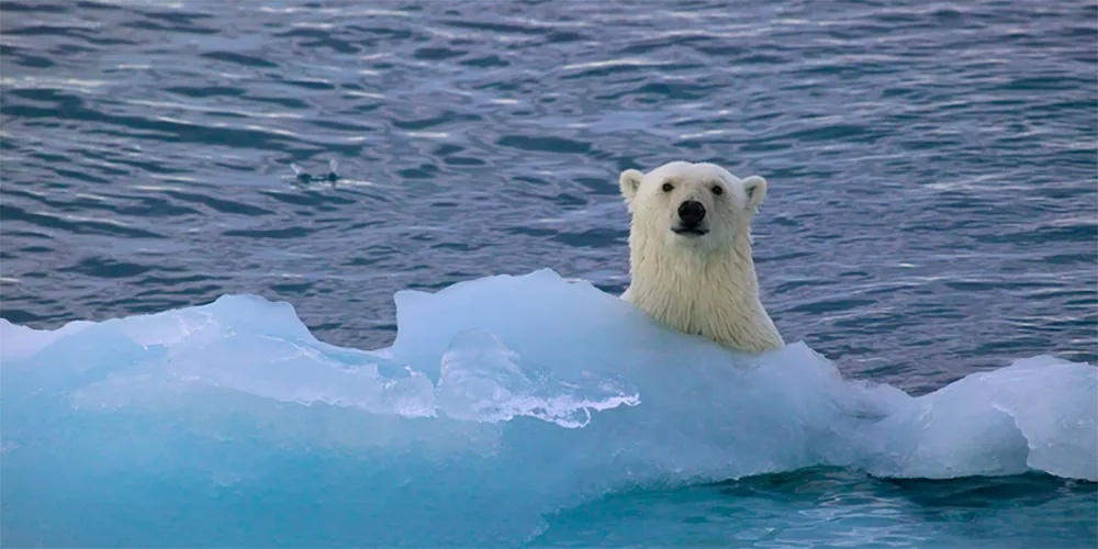 Polar bear in water with ice