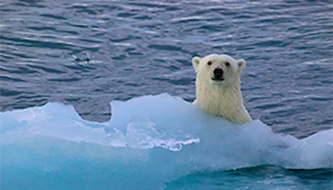 Climate Adaptation Services