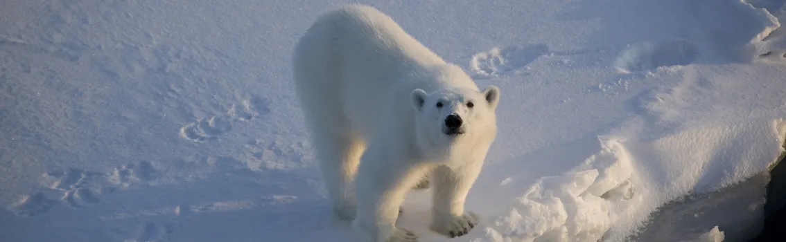 Polar bear look