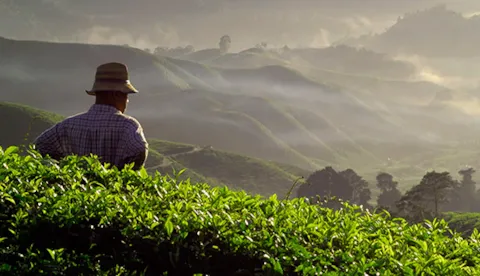 Sustainable sourcing